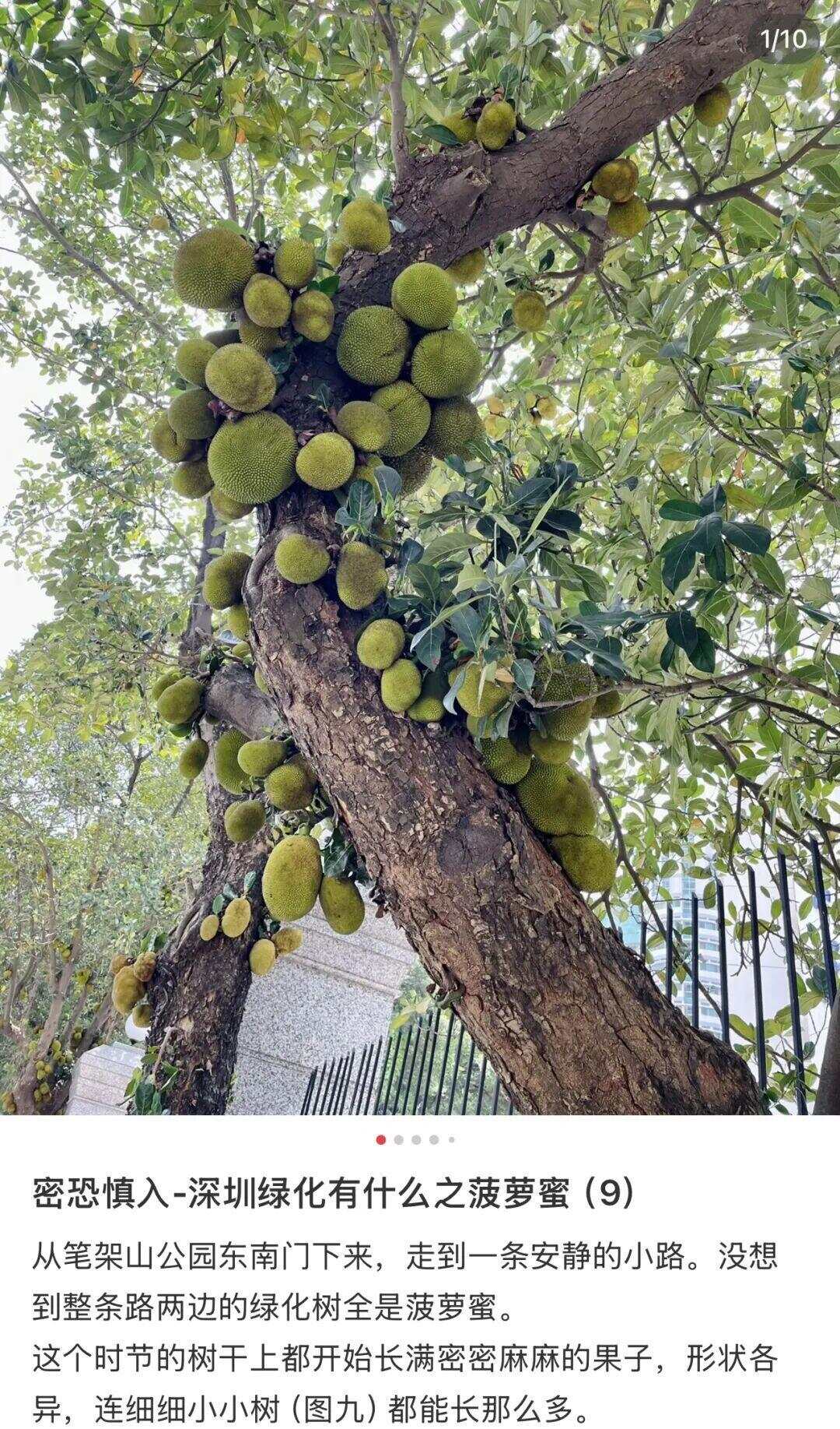 图源：小红书@雨雨爱花草