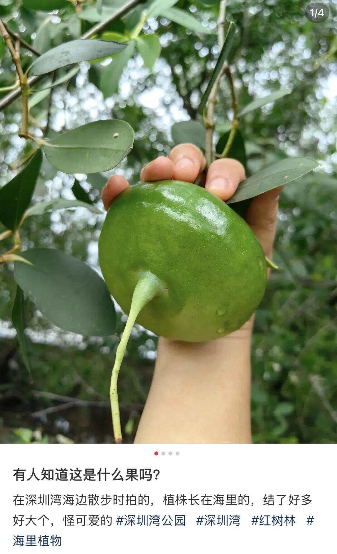 图源：小红书@16是只小鹿犬