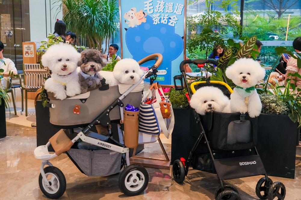 广州无限极广场多次举办宠物友好活动。受访者供图 广州无限极广场多次举办宠物友好活动。受访者供图