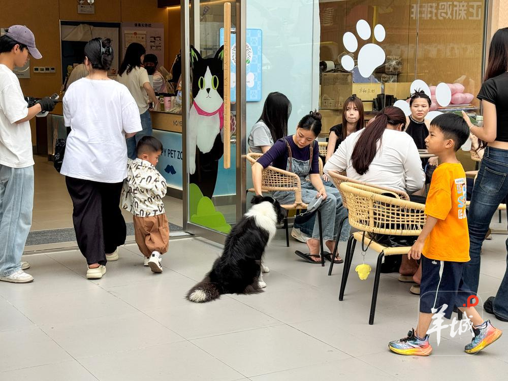宠物可否进入商场引发热议 宠物可否进入商场引发热议