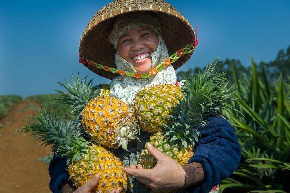 徐闻菠萝已经成为果农的致富果