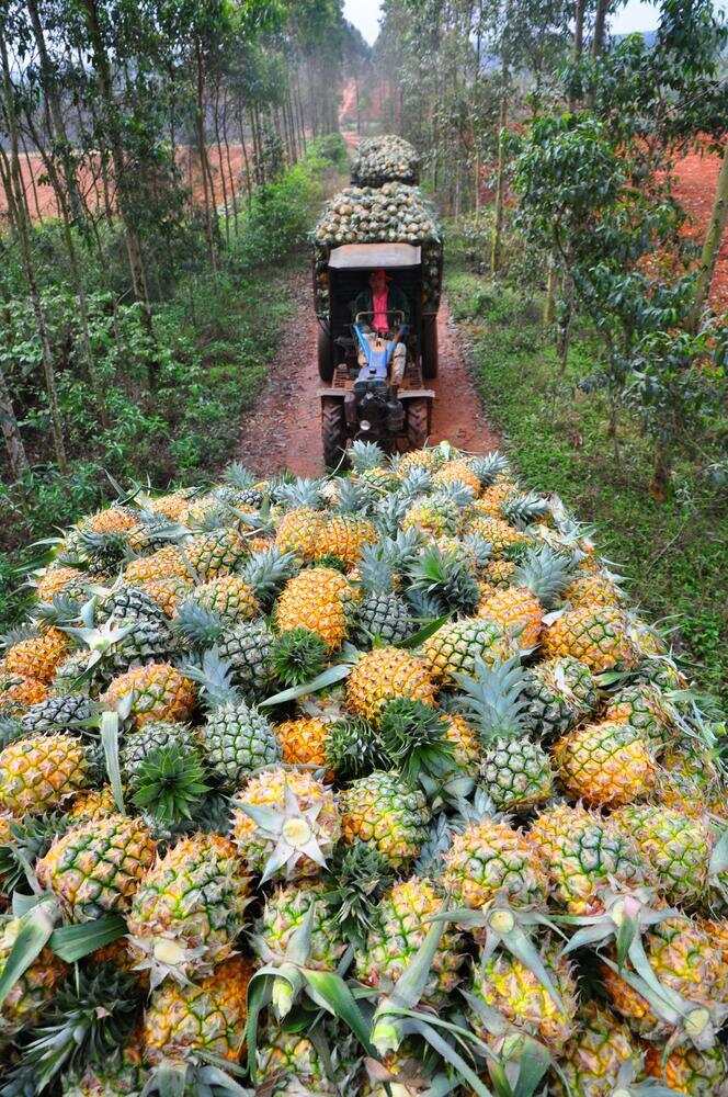 徐闻菠萝已经成为果农的致富果