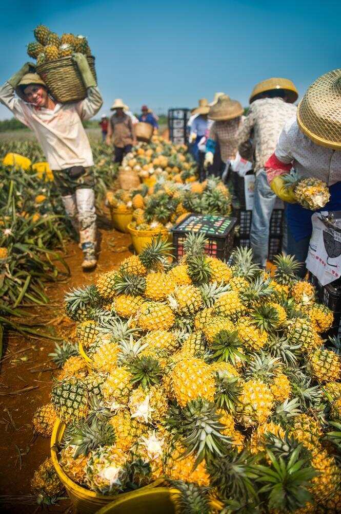 徐闻菠萝已经成为果农的致富果