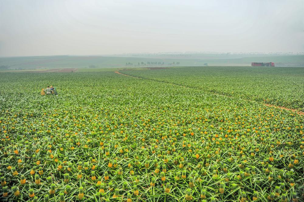 徐闻“菠萝的海”