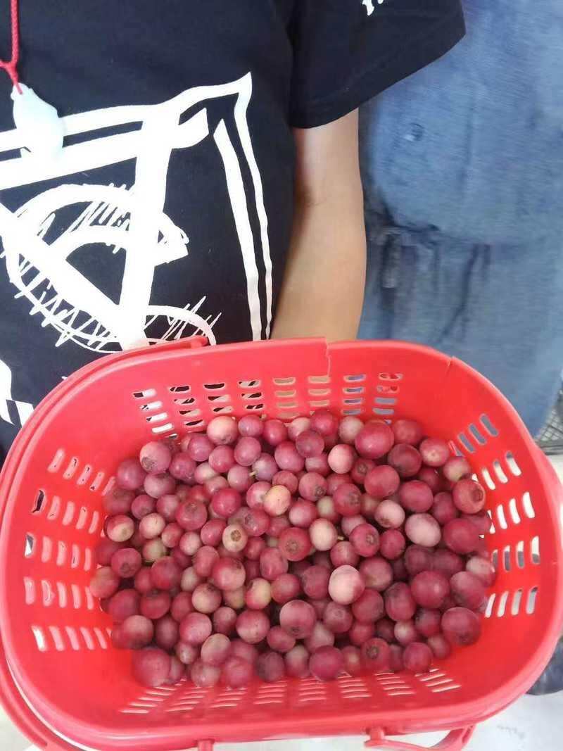 天然的“红粉佳人”蓝莓。 受访者供图