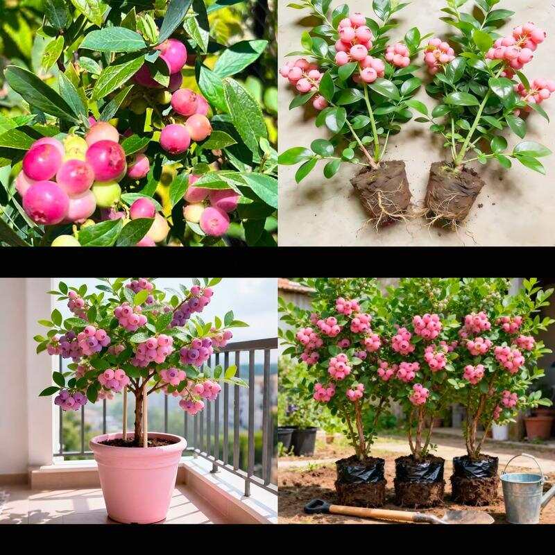 电商平台店铺展示的粉色蓝莓树苗图片。电商平台截图