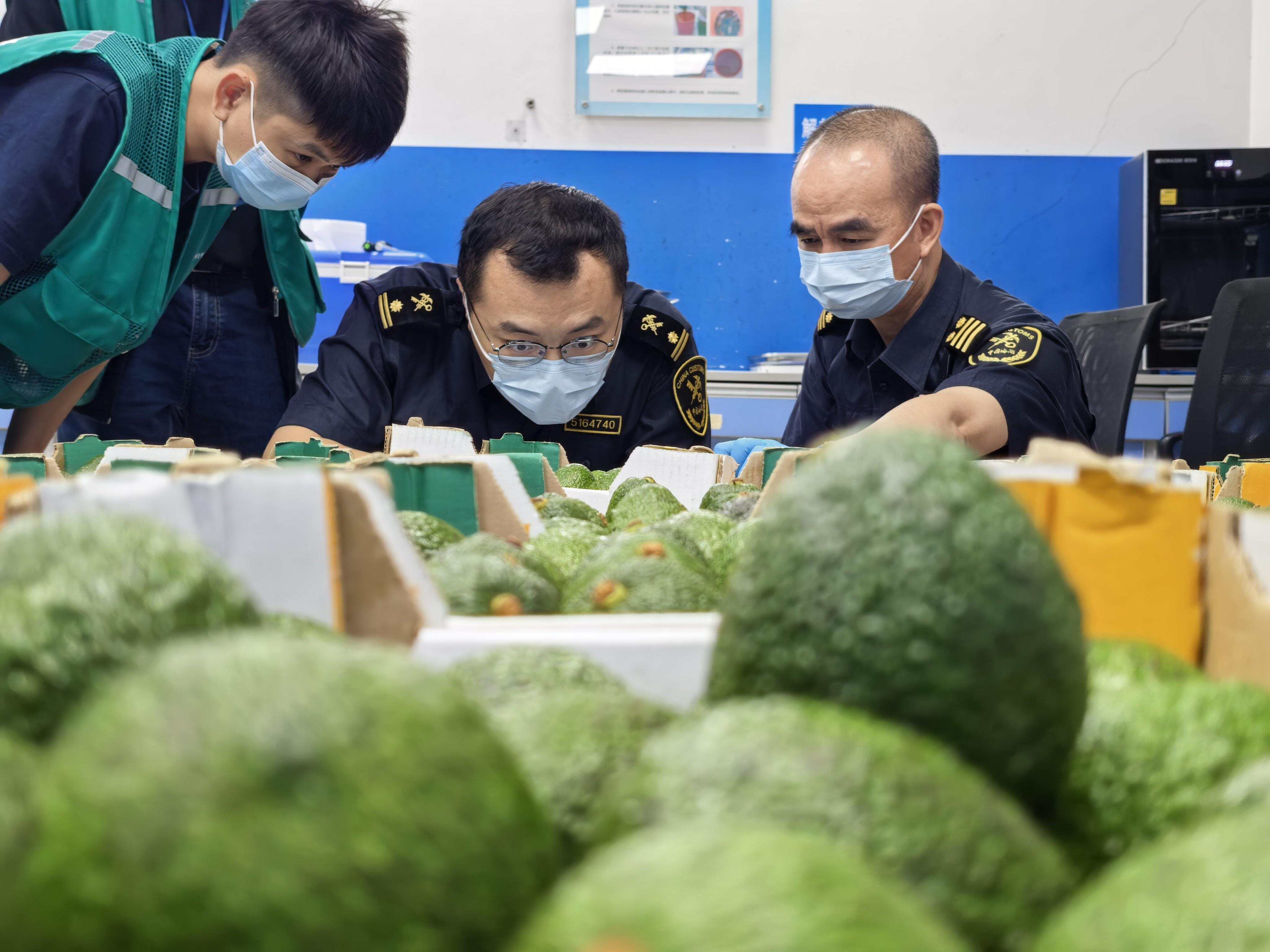 5月1日，我国对53个非洲建交国全面实施零关税举措落地后，广州白云机场海关关员对自肯尼亚进口的鲜鳄梨进行监管（陈松逸摄）