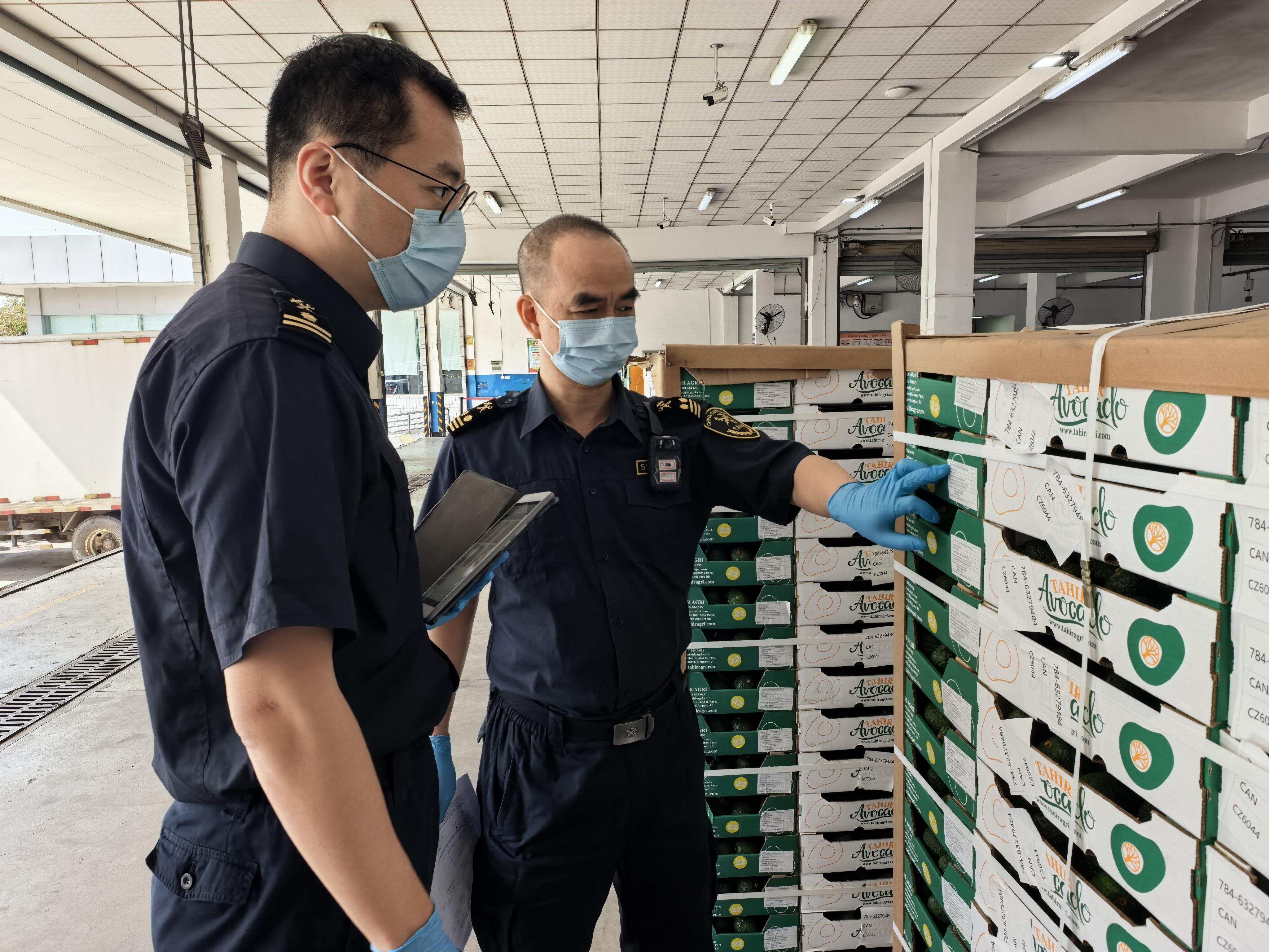 5月1日，我国对53个非洲建交国全面实施零关税举措落地后，广州白云机场海关关员对自非洲国家肯尼亚进口的鲜鳄梨进行监管（陈松逸摄）