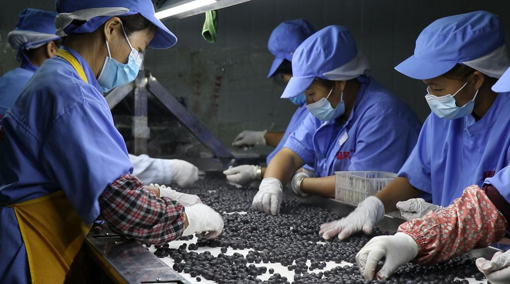  粤黔协作中，佛山市与黔东南州协作共建现代农业产业园，共推麻江蓝莓“出黔入粤进湾”。