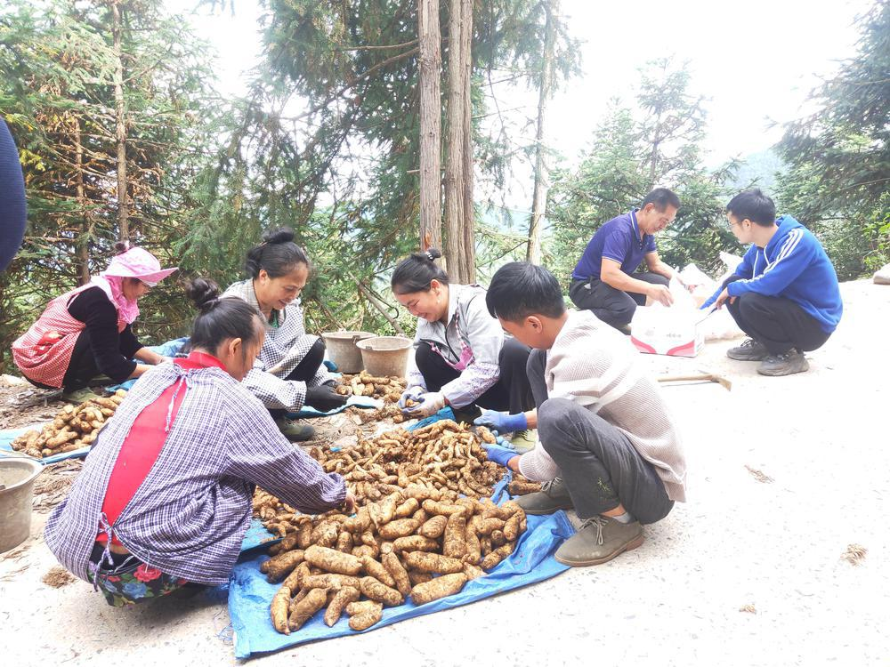  粤黔协作带动农民采收天麻。