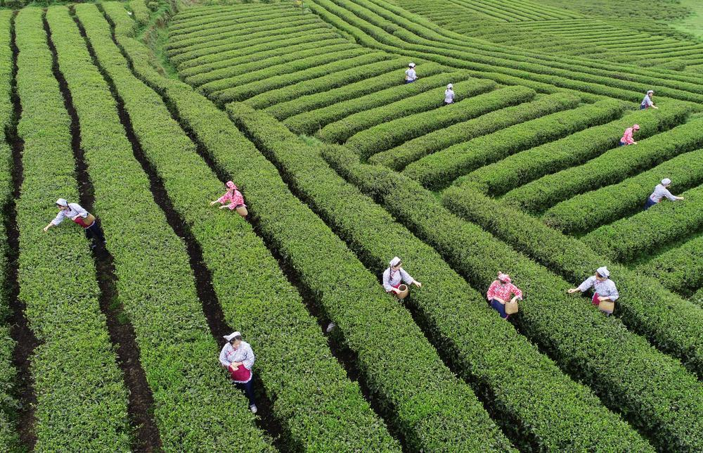  粤黔协作投入东西部协作资金支持江口县抹茶产业发展。