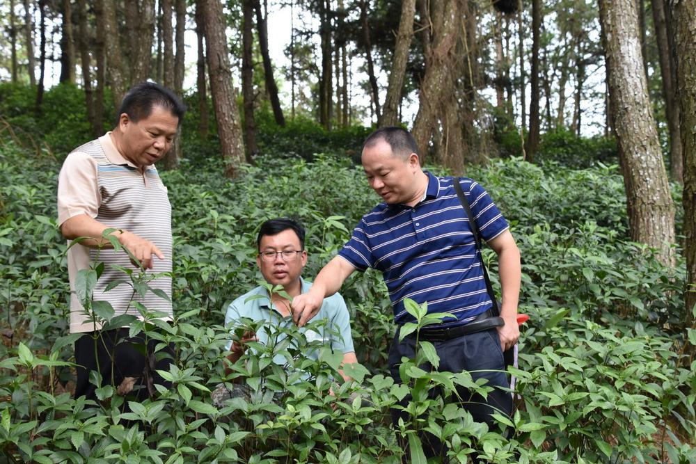 粤桂协作中，广东科技特派员（右一）到那坡县开展花椒特色产业科技指导。