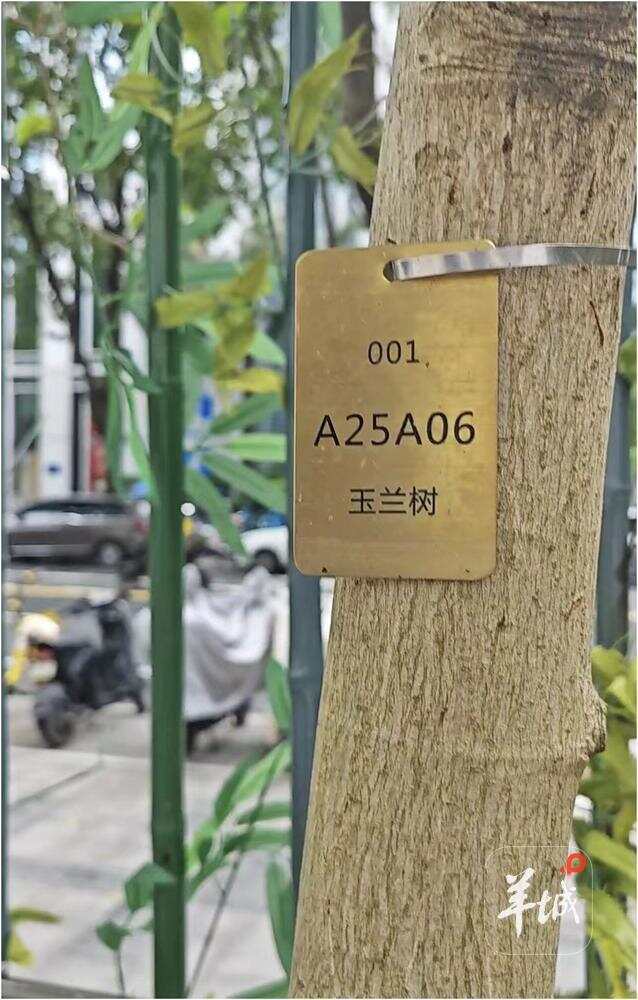 花园里的玉兰树是业主捐赠的，树上有纪念号码牌