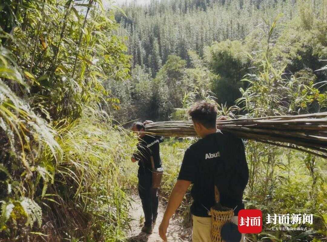 阿布在山里挑选竹子 阿布在山里挑选竹子