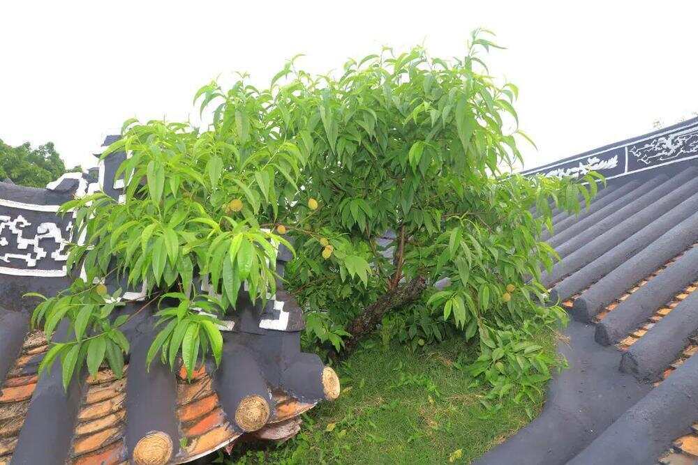  庙顶仙桃