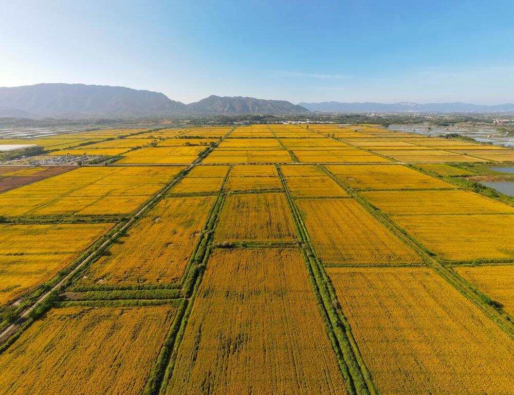佛山市三水区南山镇耕地连片集中整治项目