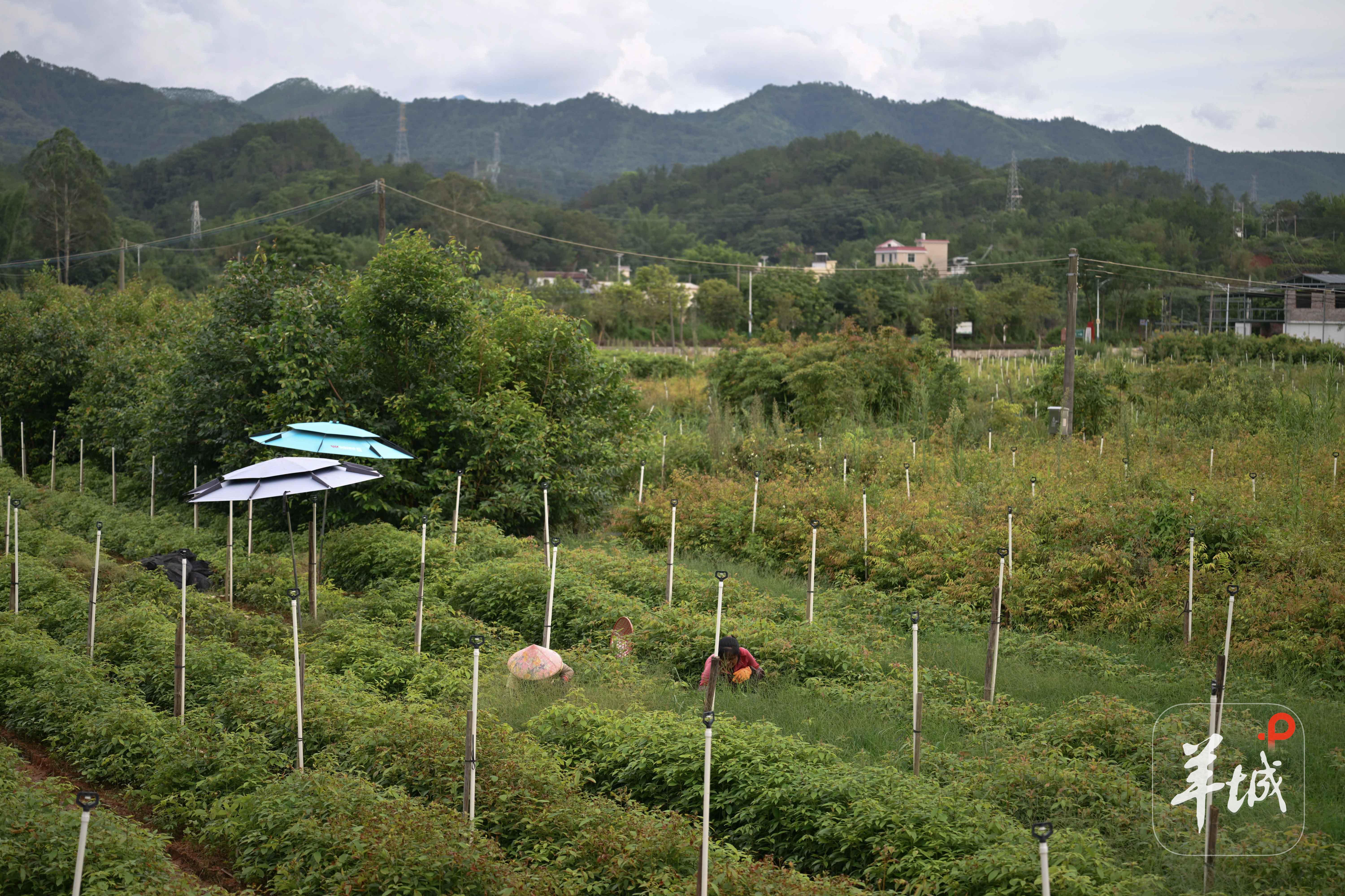 梅县区水车镇鹅峰村