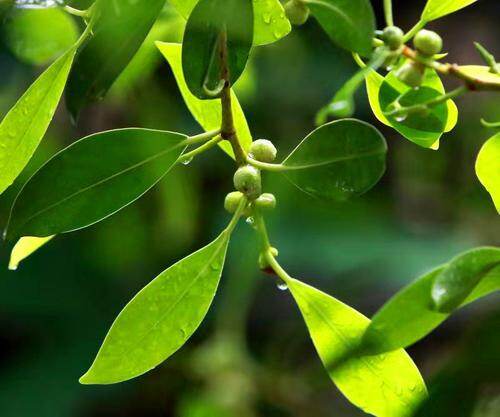 东莞大朗:一棵细叶榕 守护石厦村600余年