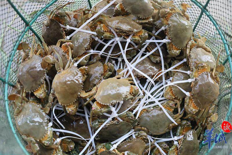 中秋海鲜市场价格稳定 南沙青蟹成米其林星厨心头好