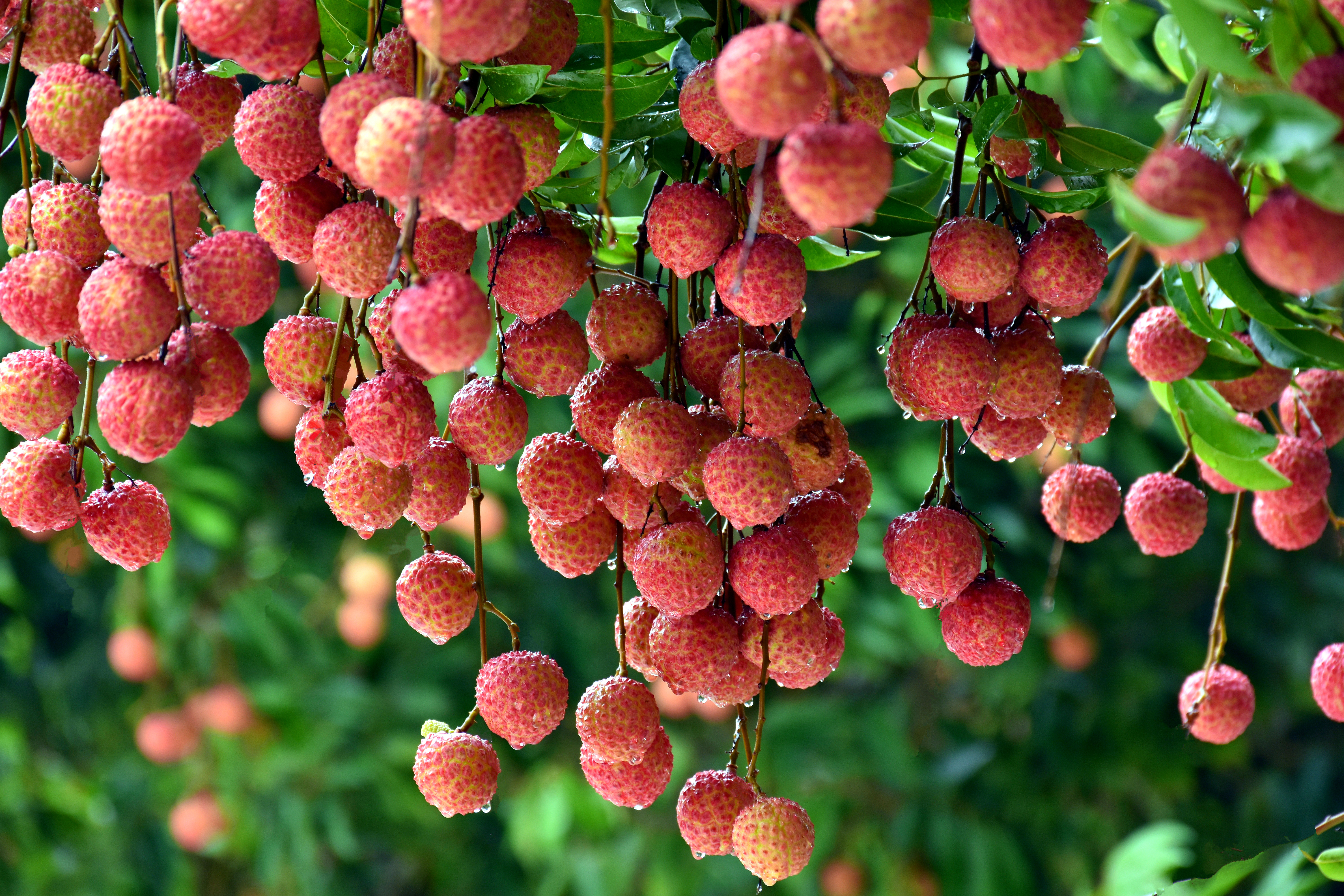 惠州唯一镇隆镇获评中国荔枝之乡