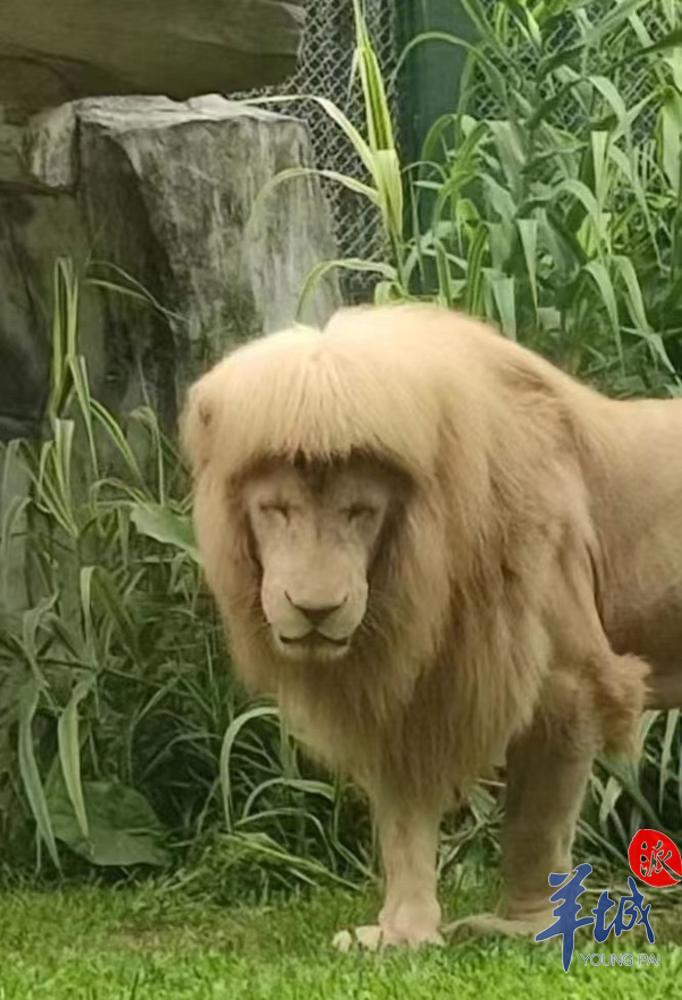 【视频】揭秘网红发型狮:发量异于常狮,和丈母娘再结夫妻