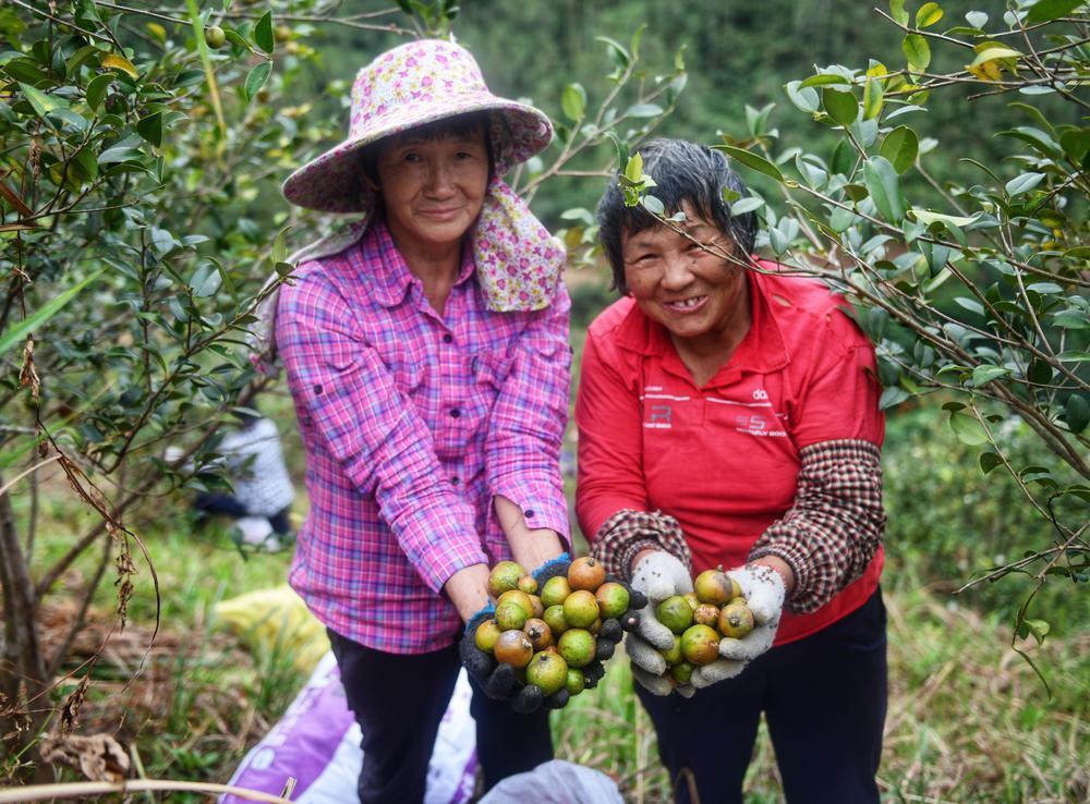 油茶“林中林”扩种有蹊径纪实广西树种丰富